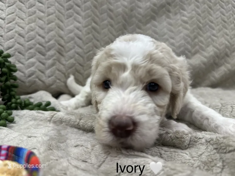 Ivory 🤍 – Goldendoodle, Poodle - Standard  puppy for sale in Fredericksburg, VA