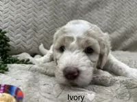 Ivory 🤍, a female Goldendoodle and Poodle - Standard  for sale in Fredericksburg, VA – 5 of 10
