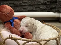Thunder, a male Goldendoodle and Poodle - Standard  for sale in Fredericksburg, VA – Photo 4 of 6