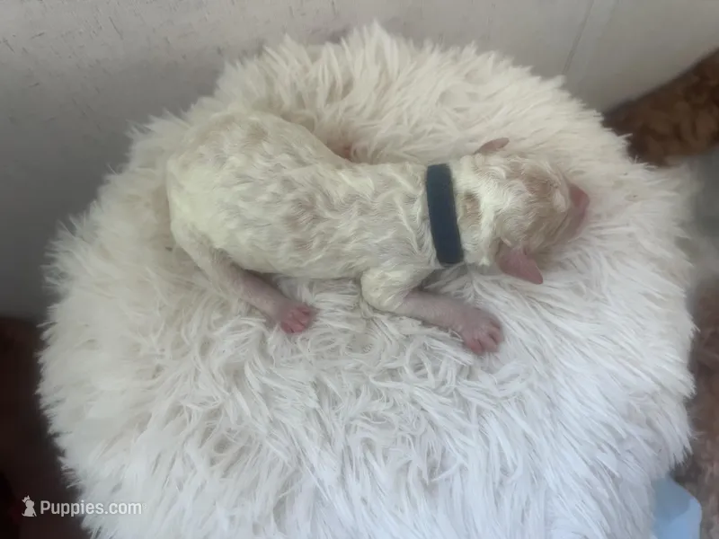 Thunder – Goldendoodle, Poodle - Standard  puppy for sale in Fredericksburg, VA