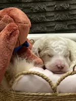 Thunder, a male Goldendoodle and Poodle - Standard  for sale in Fredericksburg, VA – Photo 6 of 6