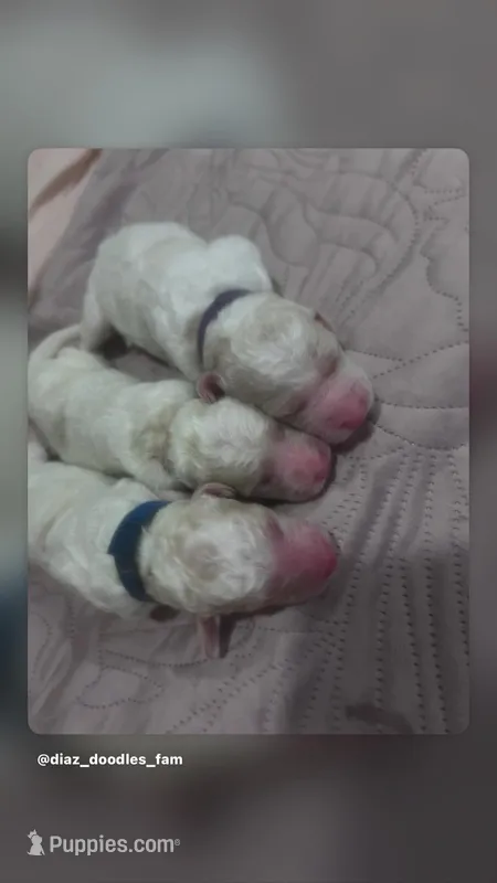 Thunder – Goldendoodle, Poodle - Standard  puppy for sale in Fredericksburg, VA