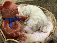 Thunder, a male Goldendoodle and Poodle - Standard  for sale in Fredericksburg, VA – Photo 5 of 6