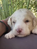 Thunder, a male Goldendoodle and Poodle - Standard  for sale in Fredericksburg, VA – Photo 1 of 6