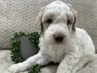 Ash🖤, a male Goldendoodle and Poodle - Standard  for sale in Fredericksburg, VA – 9 of 9