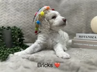 Bricks ❤️, a male Goldendoodle and Poodle - Standard  for sale in Fredericksburg, VA – 7 of 10