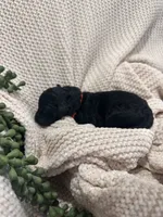 Onyx 🧡, a male Goldendoodle and Poodle - Standard  for sale in Fredericksburg, VA – 4 of 7