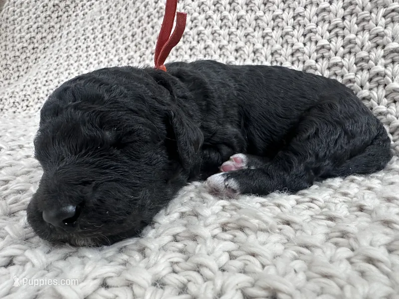 Onyx 🧡 – Goldendoodle, Poodle - Standard  puppy for sale in Fredericksburg, VA