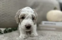 Ash🖤, a male Goldendoodle and Poodle - Standard  for sale in Fredericksburg, VA – 7 of 9