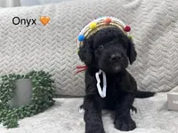 Onyx 🧡, a male Goldendoodle and Poodle - Standard  for sale in Fredericksburg, VA – 5 of 10