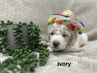 Ivory 🤍, a female Goldendoodle and Poodle - Standard  for sale in Fredericksburg, VA – 7 of 10