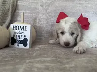 Bricks ❤️, a male Goldendoodle and Poodle - Standard  for sale in Fredericksburg, VA – 4 of 10