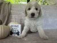 Ivory 🤍, a female Goldendoodle and Poodle - Standard  for sale in Fredericksburg, VA – 4 of 10