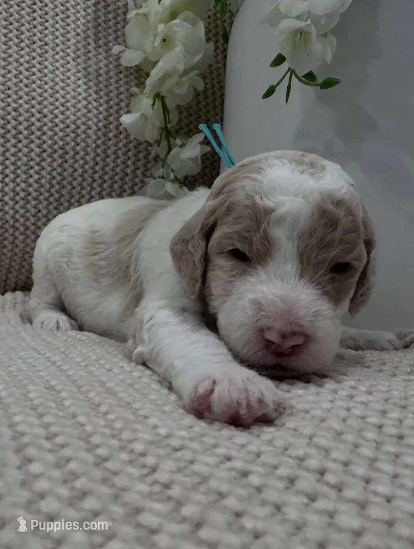 Jade 🩵 – Goldendoodle, Poodle - Standard  puppy for sale in Fredericksburg, VA