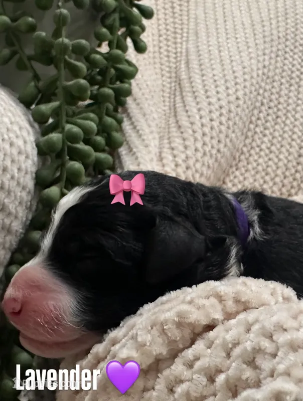 Lavender 💜 – Goldendoodle puppy for sale in Fredericksburg, VA