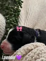 Lavender 💜, a female Goldendoodle for sale in Fredericksburg, VA – 1 of 10