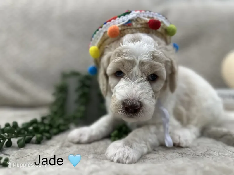 Jade 🩵 – Goldendoodle, Poodle - Standard  puppy for sale in Fredericksburg, VA