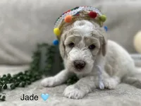 Jade 🩵, a female Goldendoodle and Poodle - Standard  for sale in Fredericksburg, VA – 2 of 10