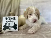Jade 🩵, a female Goldendoodle and Poodle - Standard  for sale in Fredericksburg, VA – 6 of 10