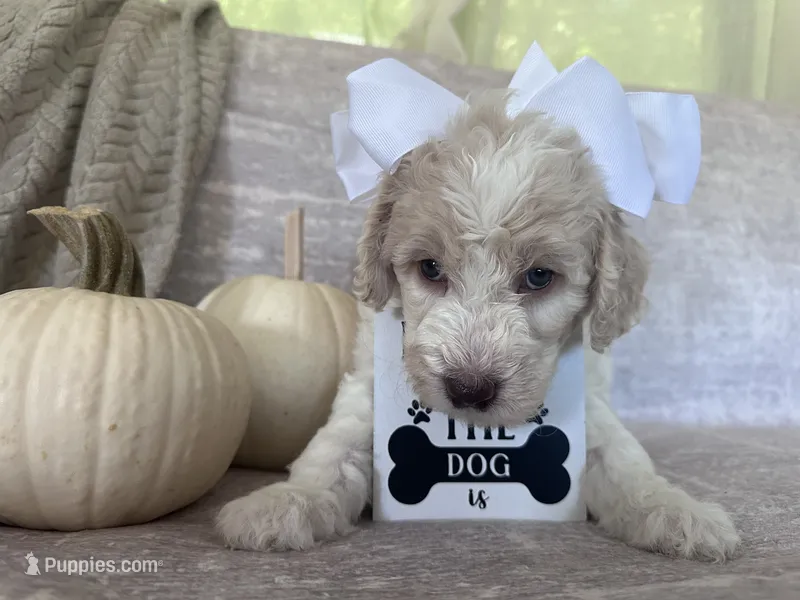 Ivory 🤍 – Goldendoodle, Poodle - Standard  puppy for sale in Fredericksburg, VA
