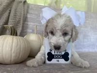 Ivory 🤍, a female Goldendoodle and Poodle - Standard  for sale in Fredericksburg, VA – 1 of 10
