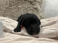 Onyx 🧡, a male Goldendoodle and Poodle - Standard  for sale in Fredericksburg, VA – 3 of 7
