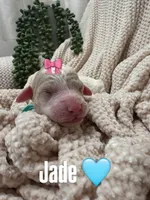 Jade 🩵, a female Goldendoodle and Poodle - Standard  for sale in Fredericksburg, VA – 3 of 8