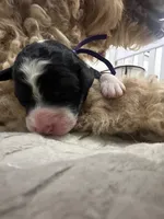 Lavender 💜, a female Goldendoodle for sale in Fredericksburg, VA – 7 of 10