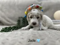 Jade 🩵, a female Goldendoodle and Poodle - Standard  for sale in Fredericksburg, VA – 5 of 10