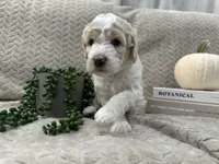 Jade 🩵, a female Goldendoodle and Poodle - Standard  for sale in Fredericksburg, VA – 7 of 10