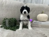 Lavender 💜, a female Goldendoodle for sale in Fredericksburg, VA – 7 of 10