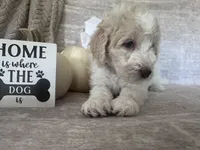Ivory 🤍, a female Goldendoodle and Poodle - Standard  for sale in Fredericksburg, VA – 3 of 10