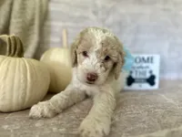 Jade 🩵, a female Goldendoodle and Poodle - Standard  for sale in Fredericksburg, VA – 3 of 10