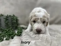 Ivory 🤍, a female Goldendoodle and Poodle - Standard  for sale in Fredericksburg, VA – 9 of 10