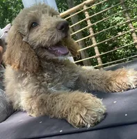 Kiko , a male Goldendoodle and Poodle - Standard  for sale in Fredericksburg, VA – 4 of 7