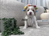 Jade 🩵, a female Goldendoodle and Poodle - Standard  for sale in Fredericksburg, VA – 8 of 10