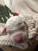 Bricks ❤️, a male Goldendoodle and Poodle - Standard  for sale in Fredericksburg, VA – 8 of 9