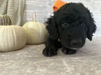 Onyx 🧡, a male Goldendoodle and Poodle - Standard  for sale in Fredericksburg, VA – 4 of 10