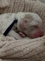 Ash🖤, a male Goldendoodle and Poodle - Standard  for sale in Fredericksburg, VA – 1 of 4