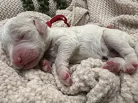 Bricks ❤️, a male Goldendoodle and Poodle - Standard  for sale in Fredericksburg, VA – 4 of 9