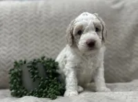 Ash🖤, a male Goldendoodle and Poodle - Standard  for sale in Fredericksburg, VA – 6 of 9