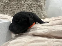 Onyx 🧡, a male Goldendoodle and Poodle - Standard  for sale in Fredericksburg, VA – 5 of 7