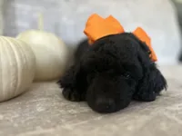 Onyx 🧡, a male Goldendoodle and Poodle - Standard  for sale in Fredericksburg, VA – 10 of 10
