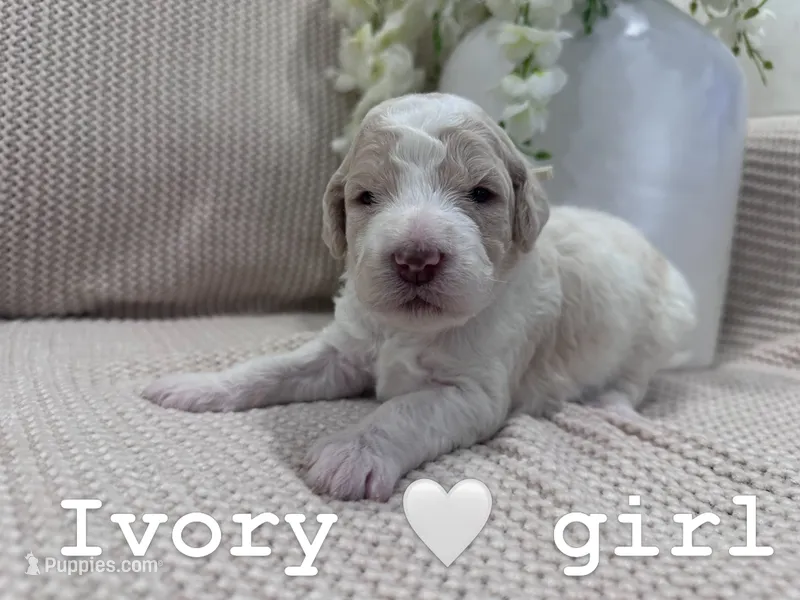 Ivory 🤍 – Goldendoodle, Poodle - Standard  puppy for sale in Fredericksburg, VA