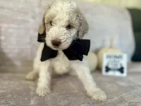 Ash🖤, a male Goldendoodle and Poodle - Standard  for sale in Fredericksburg, VA – 5 of 9