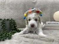 Bricks ❤️, a male Goldendoodle and Poodle - Standard  for sale in Fredericksburg, VA – 8 of 10