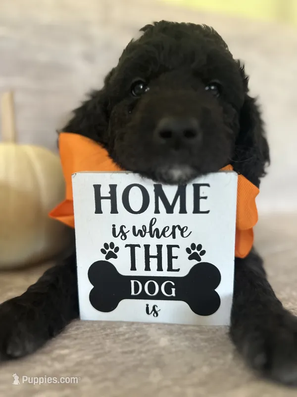 Onyx 🧡 – Goldendoodle, Poodle - Standard  puppy for sale in Fredericksburg, VA