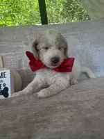 Bricks ❤️, a male Goldendoodle and Poodle - Standard  for sale in Fredericksburg, VA – 3 of 10