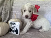 Bricks ❤️, a male Goldendoodle and Poodle - Standard  for sale in Fredericksburg, VA – 2 of 10