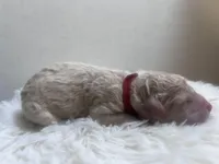 River, a male Goldendoodle and Poodle - Standard  for sale in Fredericksburg, VA – Photo 3 of 5